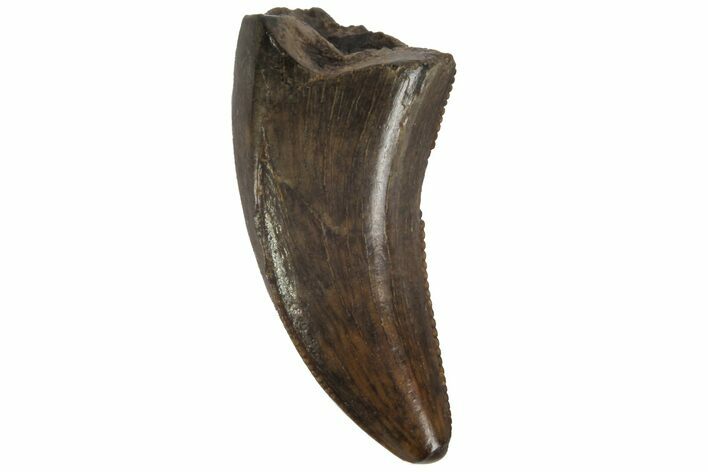 Raptor Tooth (Acheroraptor?) - Montana #77395